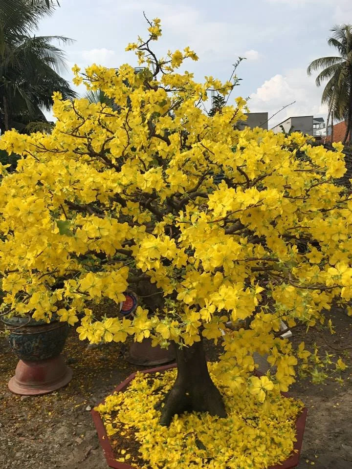 Cây hoa mai vàng cổ thụ nở rộ rực rỡ ngày Tết