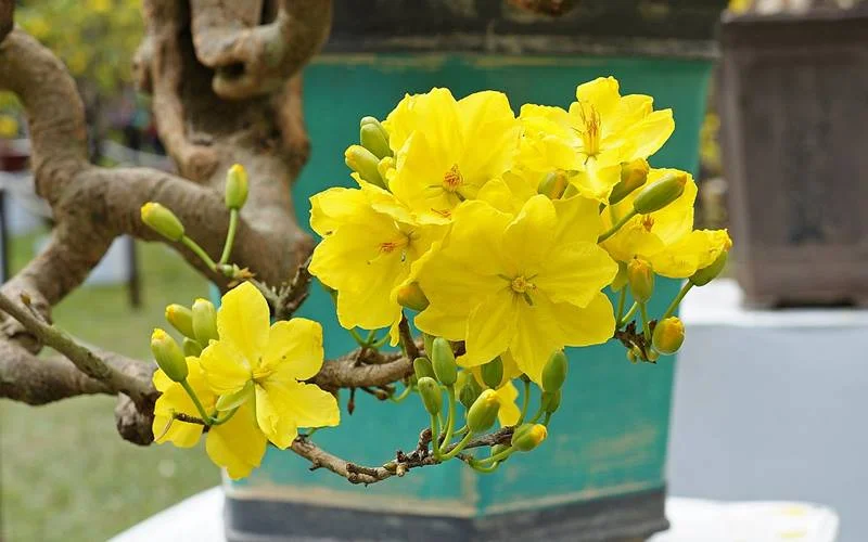 Top 50+ hình ảnh hoa mai Tết Nguyên Đán đẹp và ấn tượng nhất
