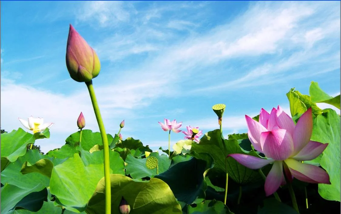 Cánh đồng hoa sen hồng nở rộ dưới bầu trời xanh