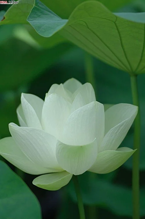 Những hình ảnh đẹp về hoa sen