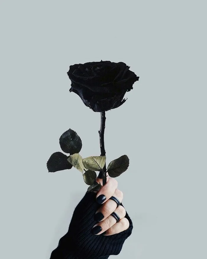 Ảnh hoa hồng đen phong cách dark style