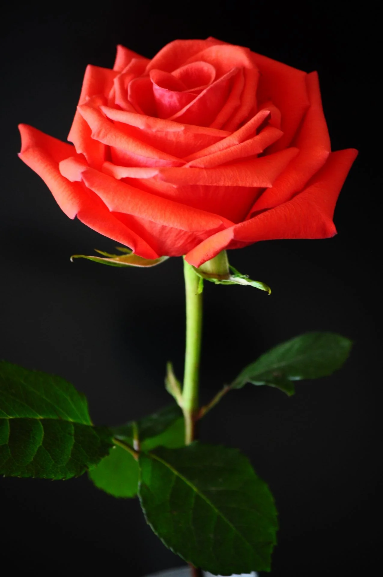 bông hoa hồng đỏ đơn lẻ trên nền đen