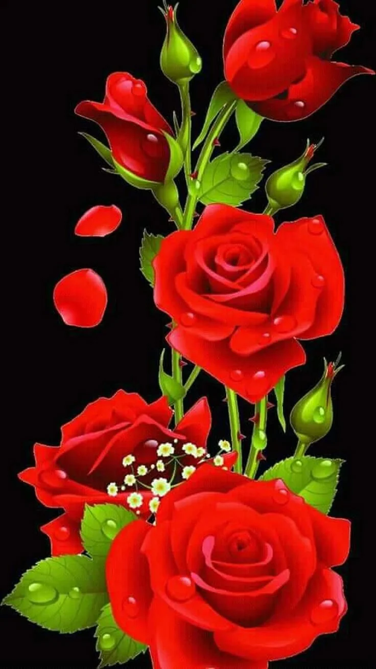 cành hoa hồng đỏ rực rỡ trên nền đen